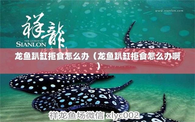 龍魚趴缸拒食怎么辦，如何解決龍魚趴缸拒食的問(wèn)題 龍魚百科 第5張