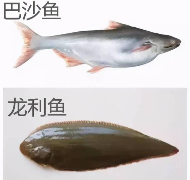 大白鯊魚苗，大白鯊魚苗的養(yǎng)殖需要注意以下幾個方面，大白鯊魚苗價格波動 觀賞魚市場（混養(yǎng)魚） 第1張