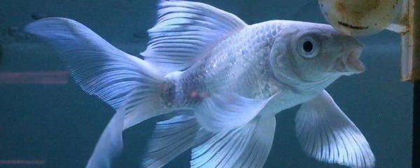 蝴蝶鯉魚苗適宜的飼料種類，蝴蝶鯉魚苗適宜的飼料種類有哪些蝴蝶鯉魚苗飼料選擇 觀賞魚市場（混養(yǎng)魚） 第5張