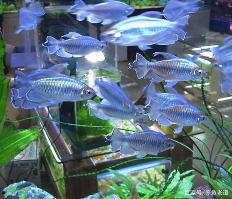 不同地區(qū)觀賞魚價(jià)格對比，觀賞魚價(jià)格因地區(qū)、品種和季節(jié)而異 觀賞魚市場（混養(yǎng)魚） 第3張