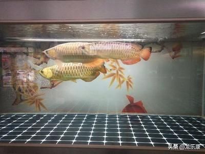 龍魚配魚，龍魚與配魚之間的生態(tài)關(guān)系及其對(duì)環(huán)境的影響 龍魚百科 第3張