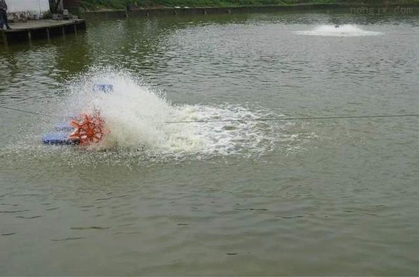 腹水病魚苗隔離飼養(yǎng)技巧，腹水病魚苗的隔離飼養(yǎng)技巧