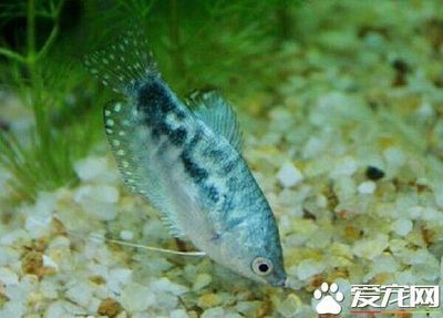 藍(lán)龍魚長什么樣，藍(lán)龍魚的外觀特點(diǎn)