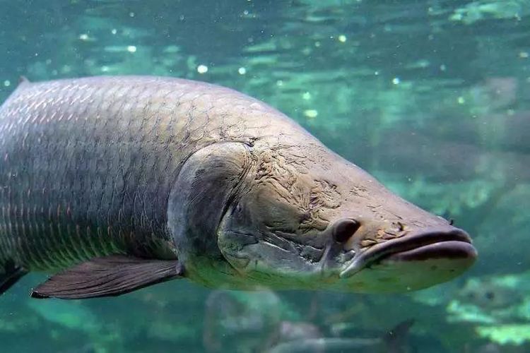 海象魚的日常護(hù)理，如何穩(wěn)定海象魚水溫，預(yù)防海象魚疾病的技巧 觀賞魚市場（混養(yǎng)魚） 第2張