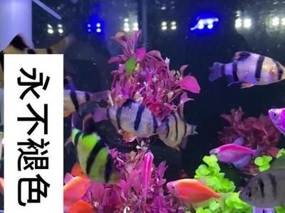 三間魚性別鑒別方法，帝王三間魚性別鑒別誤區(qū)，帝王三間魚飼養(yǎng)技巧分享 觀賞魚市場（混養(yǎng)魚） 第1張