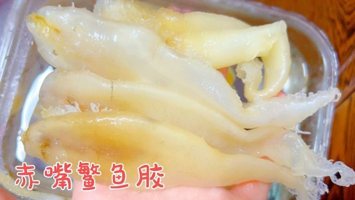 金龍魚(yú)膠需要泡發(fā)嗎為什么，金龍魚(yú)膠泡發(fā)后如何保存金龍魚(yú)膠的營(yíng)養(yǎng)價(jià)值詳解 龍魚(yú)百科 第1張