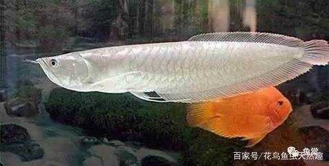 龍魚水質不適應是怎么表現(xiàn)，龍魚在水質不適應時會表現(xiàn)出一系列不適應的跡象 龍魚百科 第5張