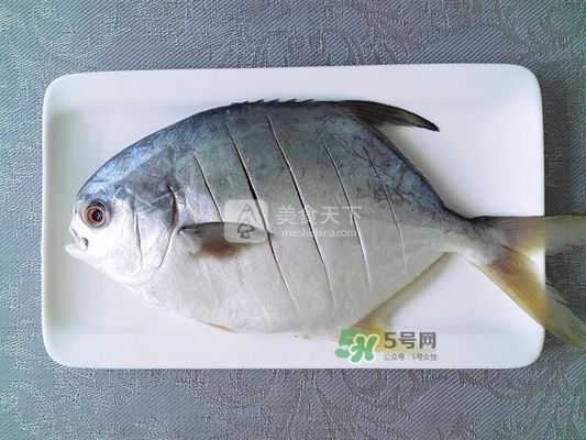 藍(lán)背金龍魚(yú)多少錢一只圖片欣賞，如何正確飼養(yǎng)藍(lán)背金龍魚(yú)？ 水族問(wèn)答