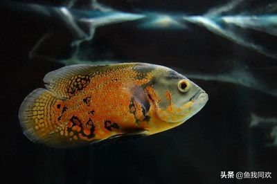 地圖魚最佳飼養(yǎng)水溫設(shè)置，地圖魚最佳飼養(yǎng)水溫的設(shè)置 觀賞魚市場（混養(yǎng)魚） 第3張