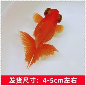 三色錦鯉魚苗適宜水溫范圍，三色錦鯉魚苗適宜的水溫范圍 觀賞魚市場（混養(yǎng)魚） 第1張