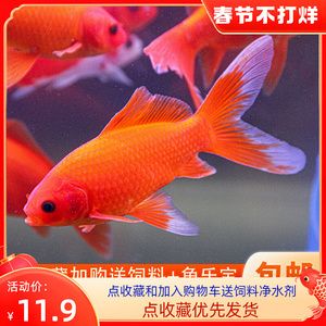 三色錦鯉魚苗適宜水溫范圍，三色錦鯉魚苗適宜的水溫范圍 觀賞魚市場（混養(yǎng)魚） 第3張