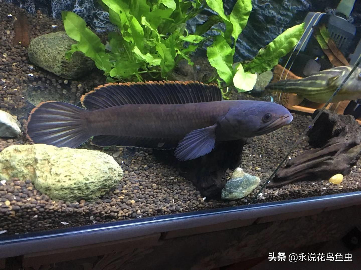 雷龍魚長得快嗎，雷龍魚在幼魚階段的生長速度相對較快，提高雷龍魚的生長速度 龍魚百科 第2張