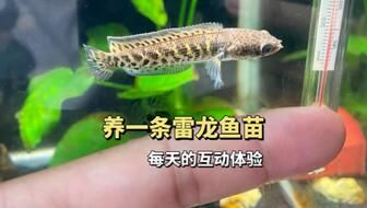 雷龍魚繁殖疾病預(yù)防措施，雷龍魚繁殖期水質(zhì)監(jiān)控要點(diǎn) 觀賞魚市場（混養(yǎng)魚） 第4張