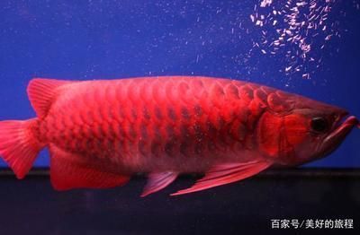 什么品種紅龍魚最貴最好養(yǎng)活的，什么品種的紅龍魚最貴且容易養(yǎng)活 龍魚百科 第5張