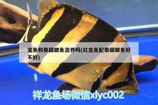 龍魚和泰國鯽魚混養(yǎng)好嗎，龍魚和泰國鯽魚可以混養(yǎng)嗎 龍魚百科 第5張