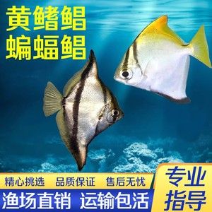 黃鰭鯧魚疾病預(yù)防措施，黃鰭鯧魚養(yǎng)殖環(huán)境優(yōu)化方法 觀賞魚市場（混養(yǎng)魚） 第1張