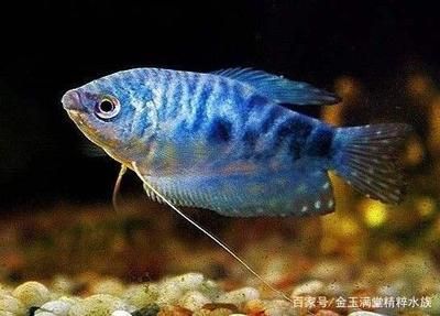 龍魚哪個(gè)品種好看，龍魚品種之一，