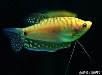 龍魚怎么區(qū)分公母圖解大全，生成的50-200字龍魚性別鑒定常見誤區(qū) 龍魚百科 第4張