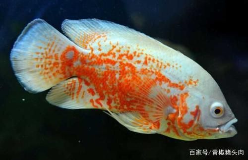 銀龍魚吃食少，銀龍魚吃食少是否會影響它的健康？ 水族問答 第1張