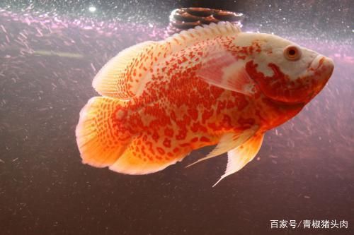 銀龍魚吃食少，銀龍魚吃食少是否會影響它的健康？ 水族問答 第4張