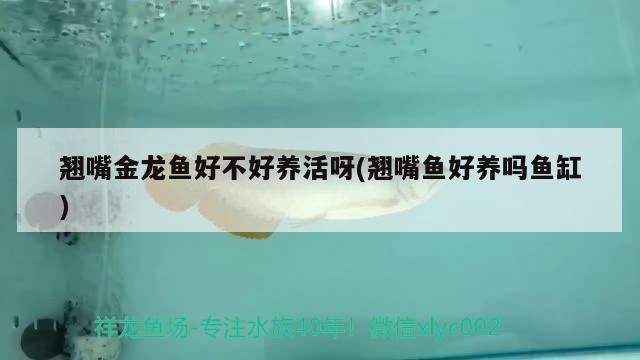 金龍魚好不好養(yǎng)活一些，金龍魚的飼養(yǎng)要點(diǎn) 龍魚百科 第1張