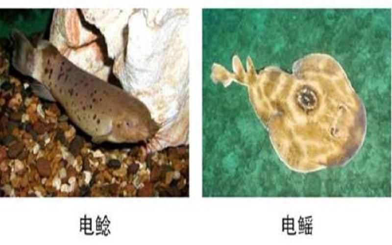 電鰻如何區(qū)分獵物種類，電鰻如何感知獵物的運動,電鰻電場感應(yīng)的神經(jīng)機制 觀賞魚市場（混養(yǎng)魚） 第4張