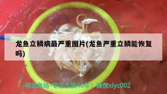 龍魚立鱗發(fā)黑能恢復(fù)嗎，龍魚立鱗發(fā)黑可以恢復(fù)嗎