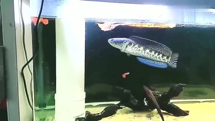 雷龍魚吃孔雀魚嗎，如何防止雷龍魚攻擊同類，孔雀魚適宜的水族環(huán)境，雷龍魚的飲食管理 龍魚百科 第2張