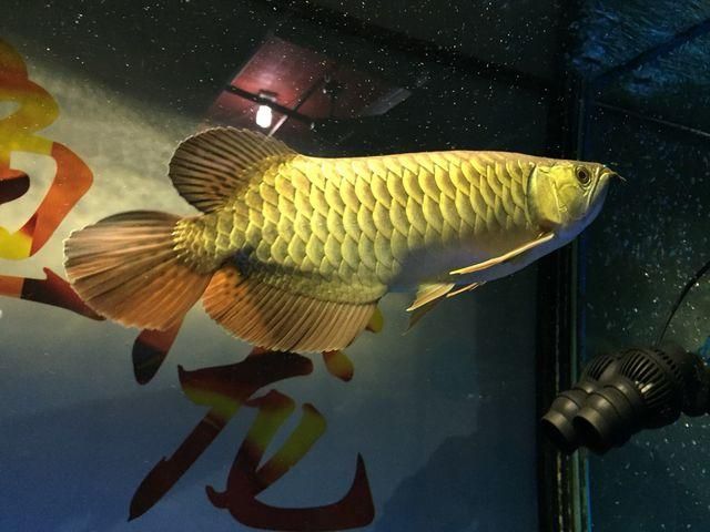 白化虎紋恐龍魚，如何飼養(yǎng)白化虎紋恐龍魚？ 水族問答