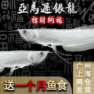 金龍魚活魚批發(fā)，金龍魚活魚批發(fā)市場(chǎng)價(jià)格 龍魚百科 第3張