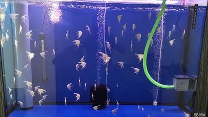 福滿鉆魚繁殖技術進展 觀賞魚市場（混養(yǎng)魚） 第1張