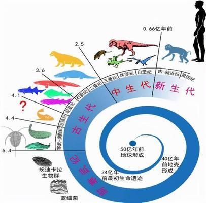 紅尾鯰對本地物種的影響，紅尾鯰對本地物種有何影響 觀賞魚市場（混養(yǎng)魚） 第3張