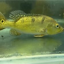 龍魚尾巴怎么變大，如何通過日常護(hù)理讓龍魚尾巴變大？ 水族問答