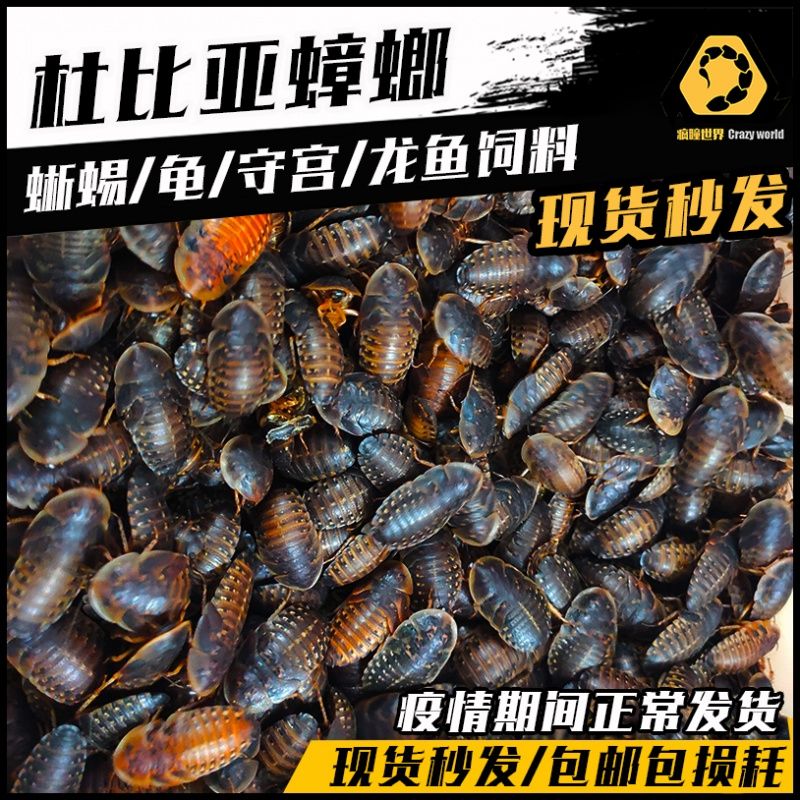 龍魚吃什么發(fā)色比較快，龍魚發(fā)色速度受多種因素影響龍魚發(fā)色速度受多種因素影響 龍魚百科 第3張