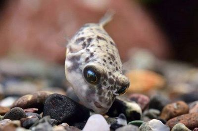 斑馬狗頭魚(yú)繁殖期飼料選擇，斑馬狗頭魚(yú)的繁殖期飼料選擇 觀賞魚(yú)市場(chǎng)（混養(yǎng)魚(yú)） 第2張