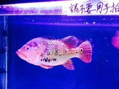 金龍魚(yú)哈爾濱總代理 龍魚(yú)百科 第3張