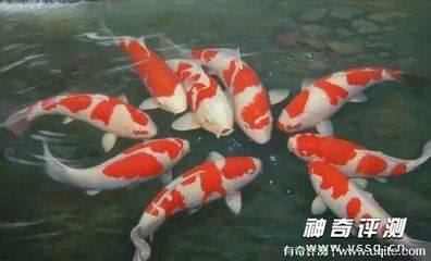 如何挑選龍魚魚苗呢，挑選龍魚魚苗的注意事項 龍魚百科 第4張