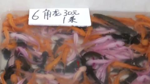 六角龍魚貴不貴呀，六角龍魚價格與市場定位分析 龍魚百科 第1張