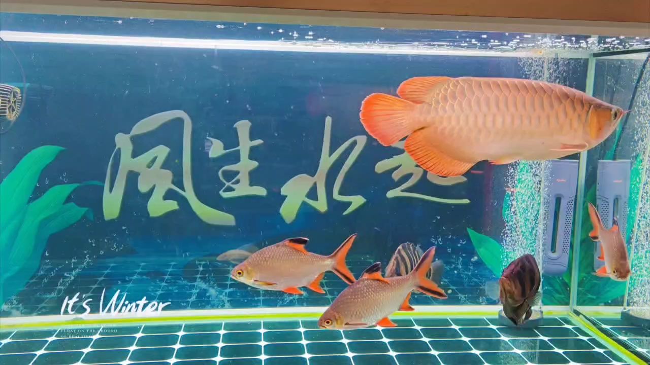 祝各位魚友平安喜樂，年年有魚，養(yǎng)殖魚類的注意事項 觀賞魚論壇