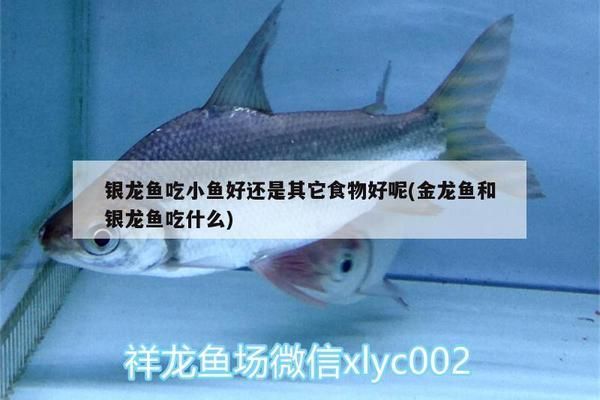 銀龍魚苗蛋白質(zhì)需求量，異育銀鯽幼魚飼料中蛋白質(zhì)適宜需求量與飼料蛋白源的關(guān)系 觀賞魚市場(chǎng)（混養(yǎng)魚） 第4張