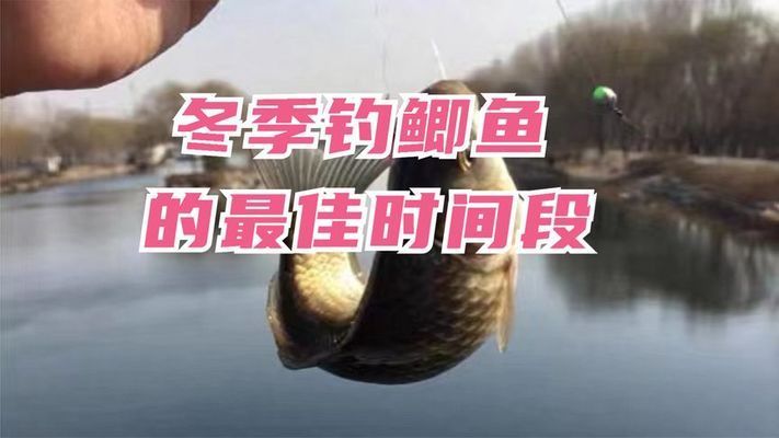 雪鯽魚最佳釣魚時(shí)間，雪鯽魚最佳釣魚時(shí)間查詢， 觀賞魚市場(chǎng)（混養(yǎng)魚） 第3張