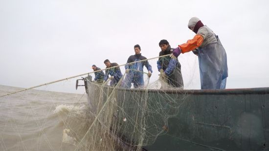 刀魚洄游通道恢復情況，保護和修復刀魚洄游通道 觀賞魚市場（混養(yǎng)魚） 第2張