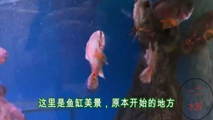 野生地圖魚的飼養(yǎng)技巧，如何判斷地圖魚健康狀況,地圖魚常見疾病的防治方法 觀賞魚市場（混養(yǎng)魚） 第4張