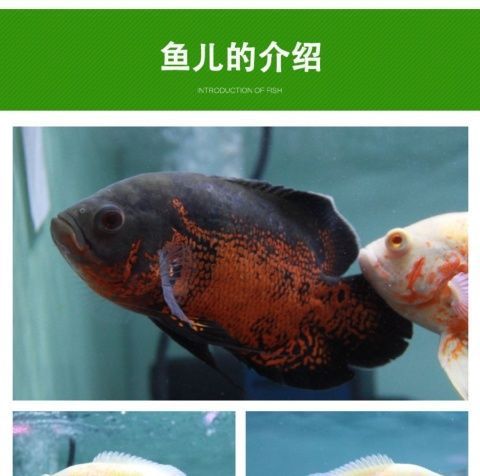 野生地圖魚的飼養(yǎng)技巧，如何判斷地圖魚健康狀況,地圖魚常見疾病的防治方法 觀賞魚市場（混養(yǎng)魚） 第1張