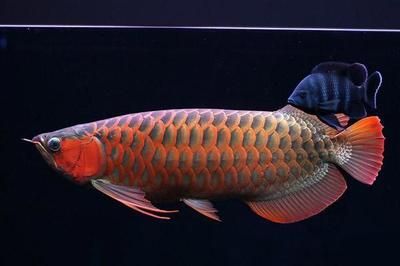 紅龍魚都喂什么東西，關(guān)于紅龍魚的問題 水族問答