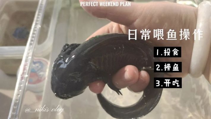 杰西卡恐龍魚飼料選擇技巧，恐龍魚飼料選擇技巧 觀賞魚市場（混養(yǎng)魚） 第4張