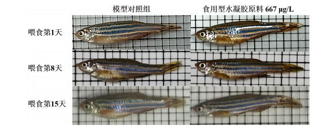 斑馬魚實驗對人魚影響，斑馬魚實驗對“人魚”的影響 觀賞魚市場（混養(yǎng)魚） 第4張