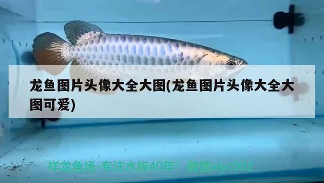 龍魚(yú)微信頭像女，如何挑選龍魚(yú)微信頭像 龍魚(yú)百科 第3張