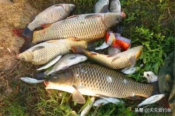 青龍魚好不好釣魚，“青龍魚”的釣魚情況 龍魚百科 第4張