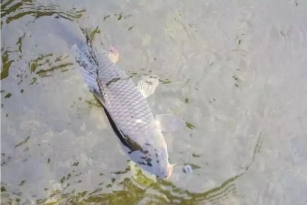 青龍魚好不好釣魚，“青龍魚”的釣魚情況 龍魚百科 第3張